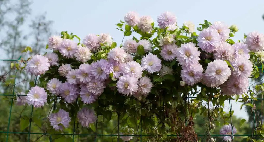 小空間也能美上天，你的花園真的很需要她！