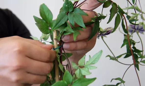 植物黃金生長(zhǎng)季，如何給小鐵凹個(gè)美美的造型？且聽潘師傅為你講解