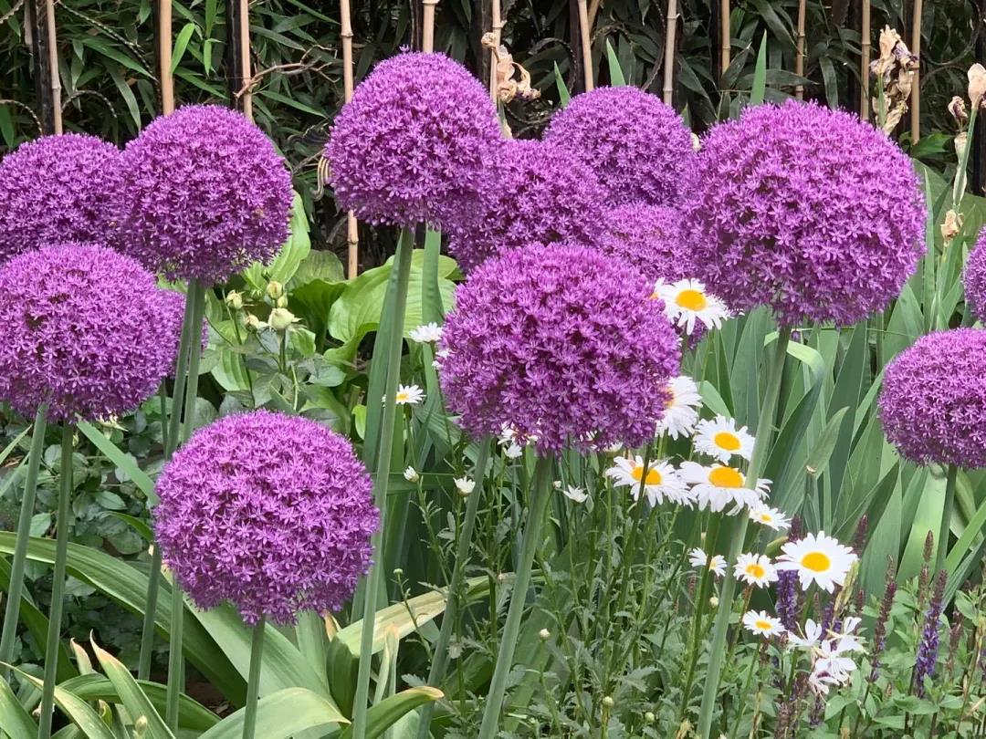 我在花園種了100棵大花蔥，年復一年美如初見