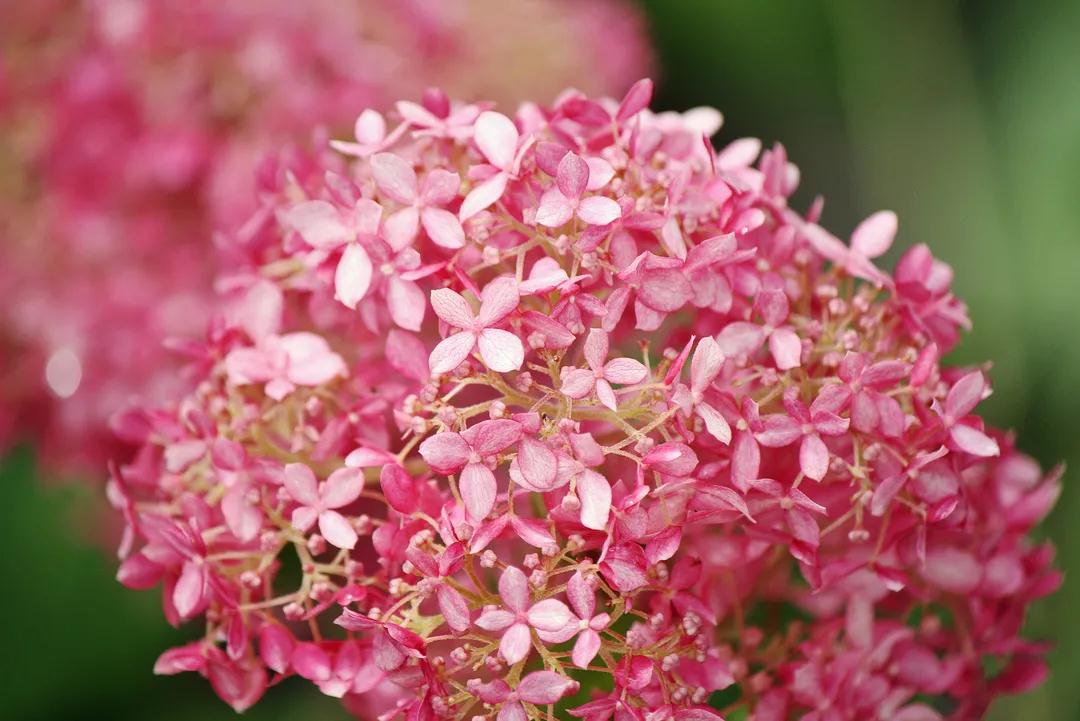 花期綿延整個夏季，“花園明星”非它莫屬！細(xì)說粉色貝拉安娜