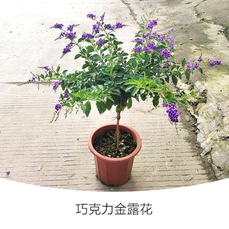 金露花 | 人間巧克力，開(kāi)花時(shí)隔壁小孩要饞哭