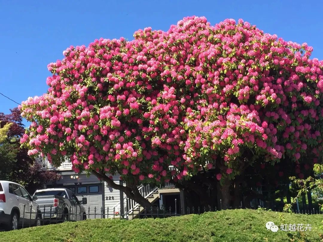 美如神的高山杜鵑，真正的花園王者！