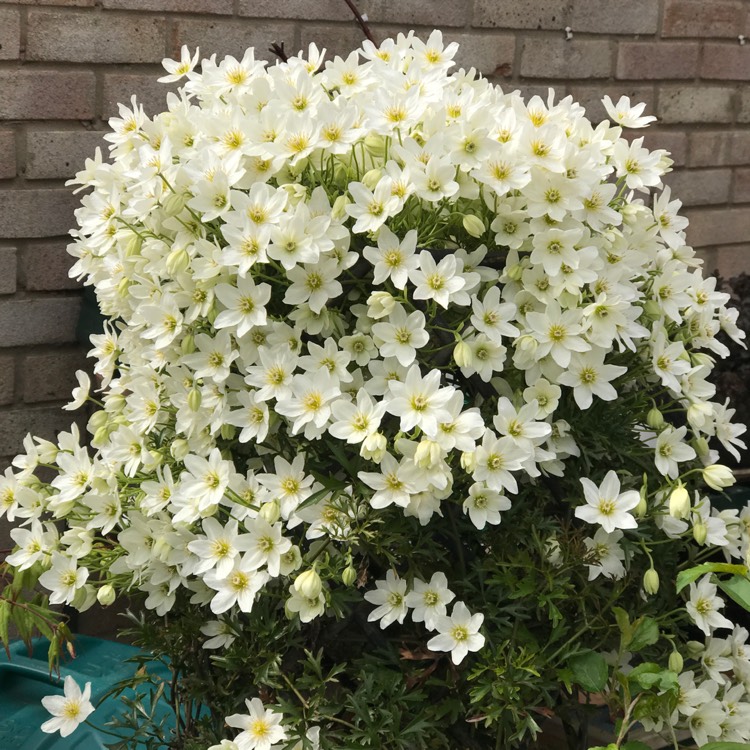 不到幾年爬滿墻！鐵線蓮中的‘開花機(jī)器’非它們莫屬~