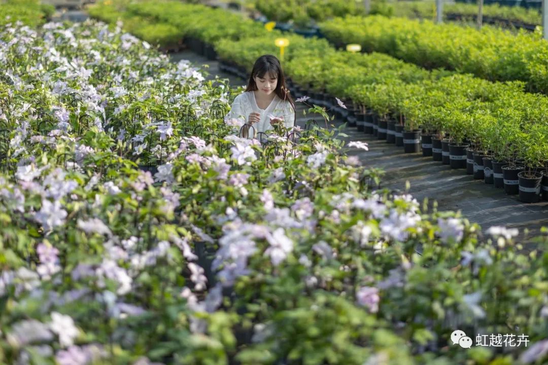 植物品種錯版的兩面價值 | 虹越視角